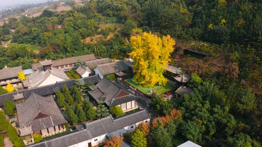 航拍西安古观音禅寺秋天银杏树