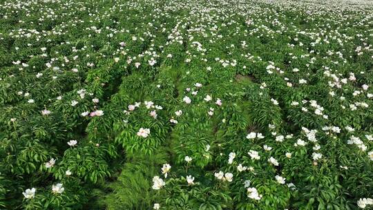 航拍中草药种植基地芍药花田地