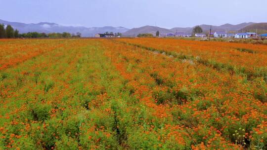 田园花卉