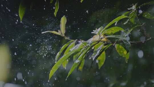 雨水雨滴拍打在树叶上