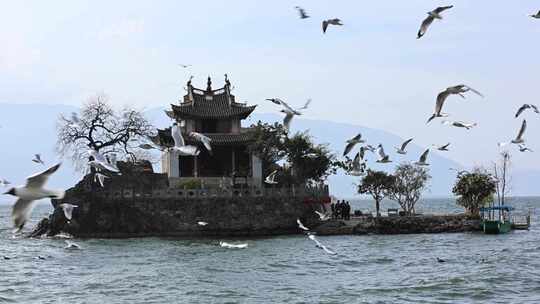 云南大理小普陀海鸥飞翔全景