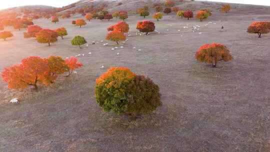 科尔沁草原代钦塔拉五角枫