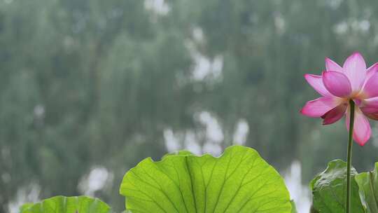 夏天荷花盛开绿色生态立夏大暑