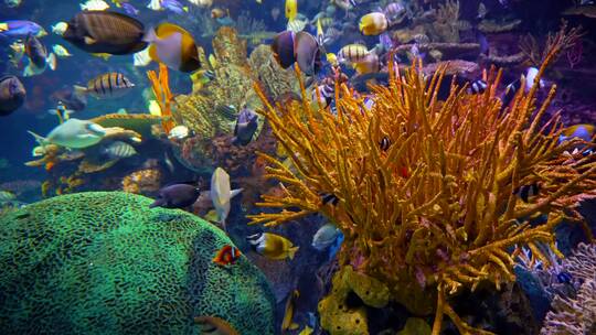 海底世界水族馆珊瑚礁小鱼鱼群小丑鱼水母