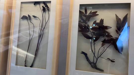树叶植物亚克力标本展示装饰画视频素材模板下载