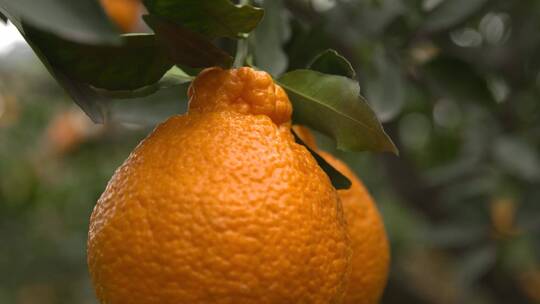 四川丹棱丑橘果园实拍挂在树上的丑橘