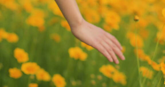 夏日阳光穿透花草手拂花朵