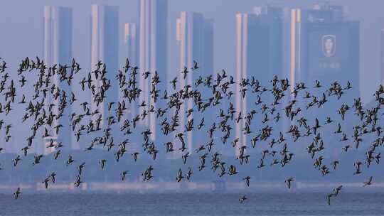 黑尾塍鹬群飞、深圳湾鸟浪