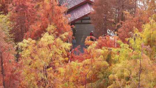 中国广东省广州市黄埔区知识城凤凰湖水杉