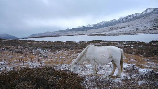 雪山下雪地里的白马