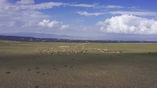 蓝天下光伏发电场的羊群