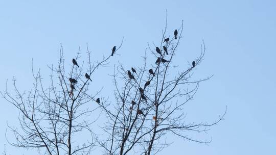 干树枝上的鸟群