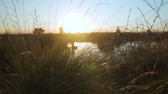 夕阳下湖边的野草