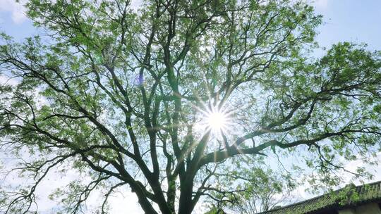 阳光光芒透过大树