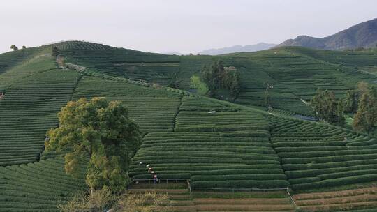 航拍杭州西湖风景区龙坞龙井绿茶山春茶园