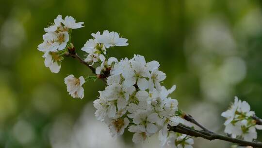 樱桃树开花白色樱花