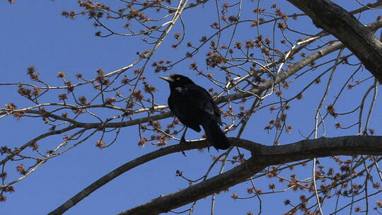 栖息在树上的黑鸟