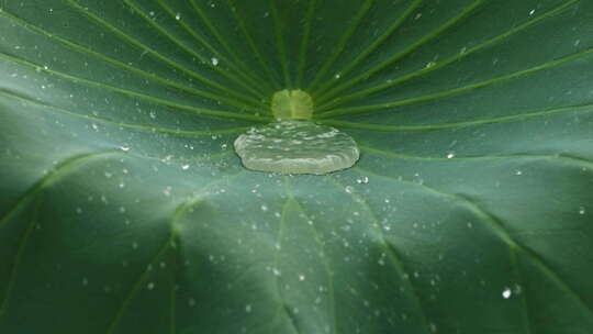 阴天下雨水滴露珠荷叶升格