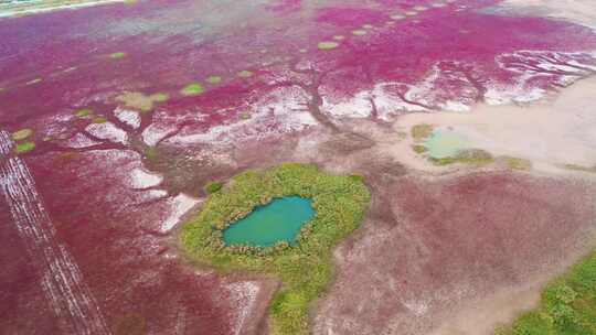 江苏盐城东台条子泥湿地红草地