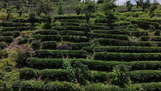 茶叶 茶园 春茶 嫩芽