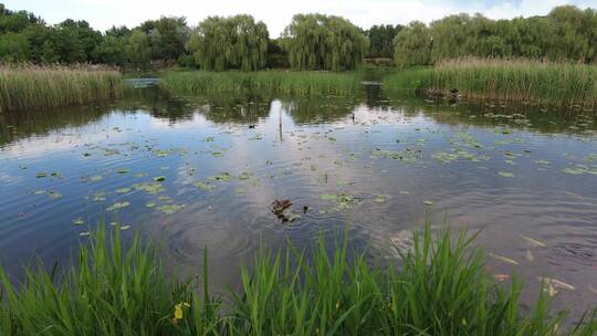 北京圆明园湖面野鸭戏水