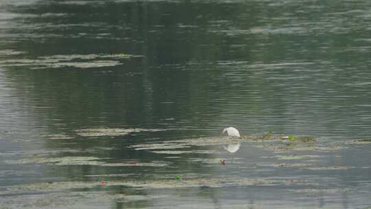 湿地的白鹭飞翔和觅食