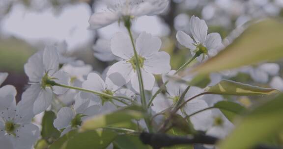 春天农村果园梨花盛开场景4K视频