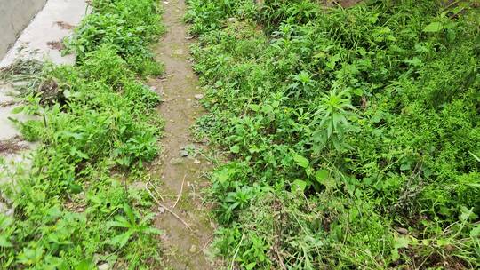 农村房屋绿色植物菜园花草树木