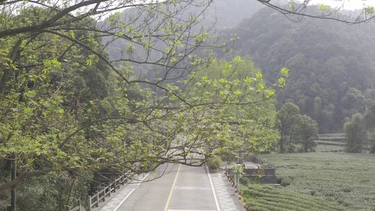 杭州西湖梅家坞茶园茶山