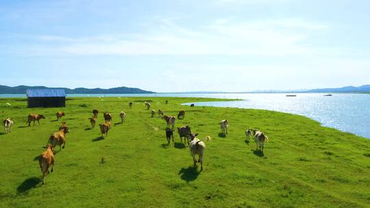 湿地公园 牛群 鸟群 生态
