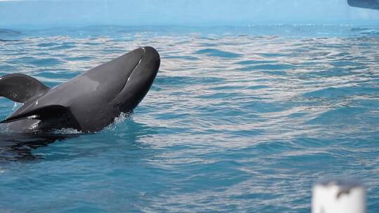 2K日本冲绳海豚入水00000000视频素材模板下载