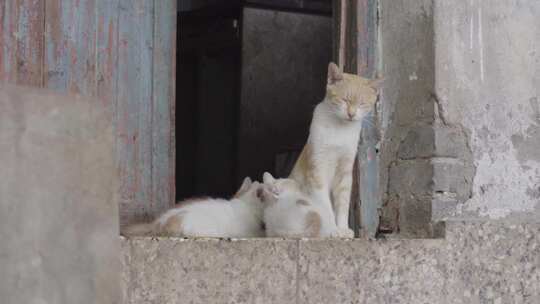 猫妈妈在哺乳小猫