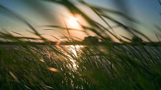 夕阳芦苇野草视频素材模板下载