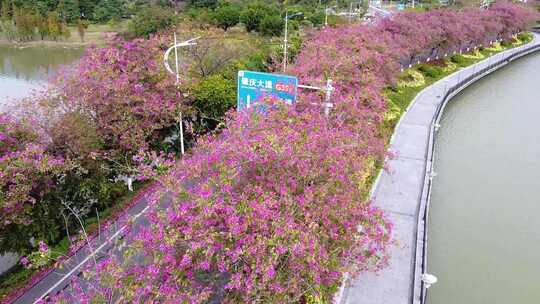 肇庆紫荆花路