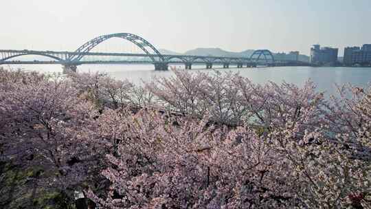 杭州滨江樱花跑道