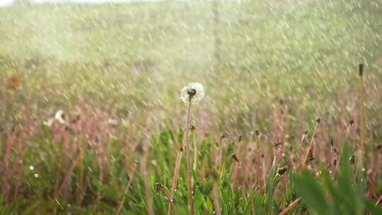 雨中蒲公英小草小清新夏天空镜头视频素材模板下载