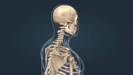 骨架骨骼头骨骨颅骨胸骨连接组成3