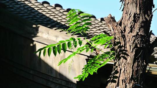 老北京青砖灰瓦屋檐中式建筑