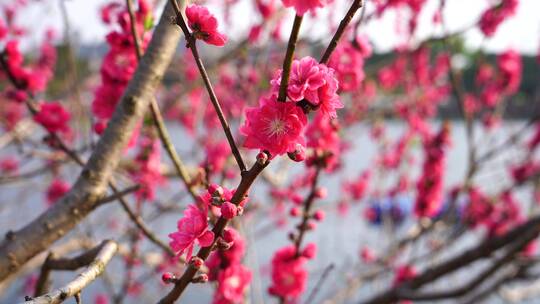 油菜花 春游踏青 游玩公园