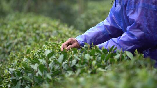 手工采摘茶叶茶园茶田采茶特写植物绿叶