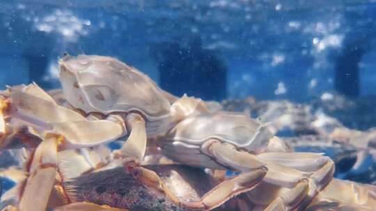 超市海鲜区海蟹螃蟹3