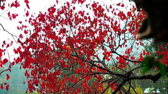 秋季的红色大树