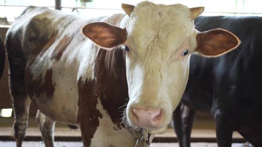 饲养场奶牛吃饲料奶牛特写实拍视频视频素材模板下载