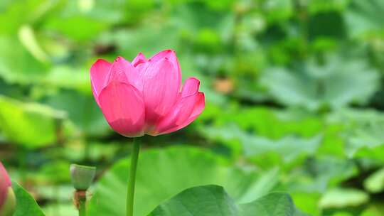 成都望丛祠夏日荷花盛开实拍素材