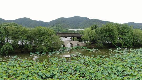 航拍杭州湘湖风景，荷花池荷花开放的场景