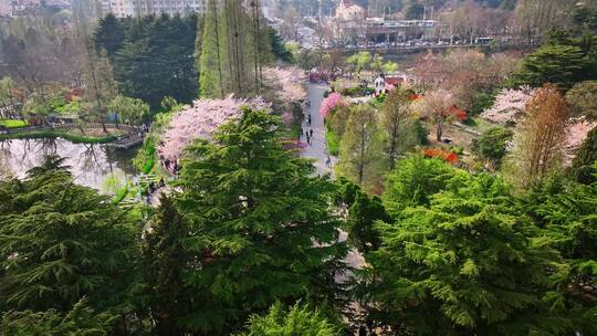 青岛春天青岛中山公园樱花