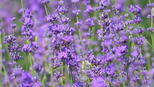 盛开的薰衣草特写 蜜蜂在花间采蜜新疆伊犁