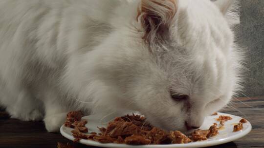 猫吃猫粮