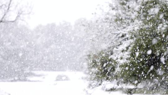 落雪，篱笆，树