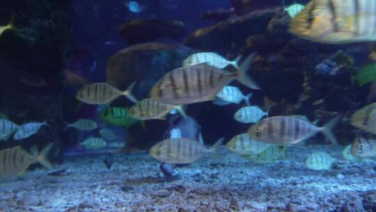 海底神秘深海世界海洋生物视频素材模板下载